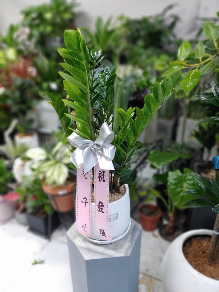 삼부꽃집 이미지