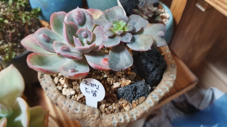 장암화원 이미지