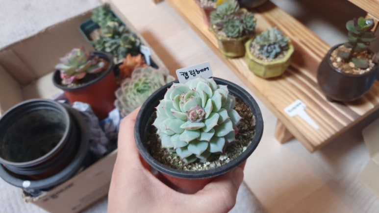 장암화원 이미지