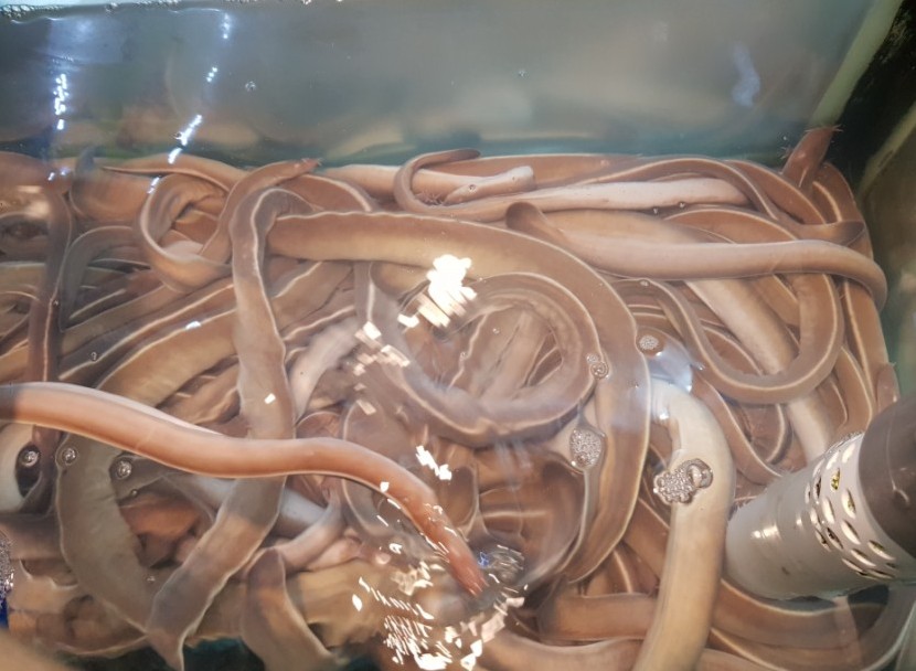 복이네산꼼장어 이미지