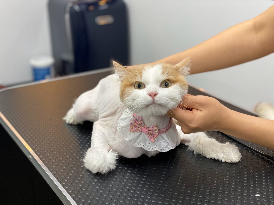 온천장고양이 이미지