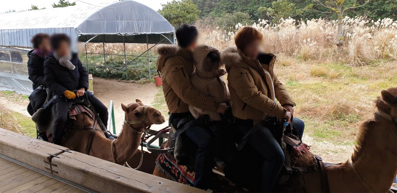 제주미니버스투어 이미지
