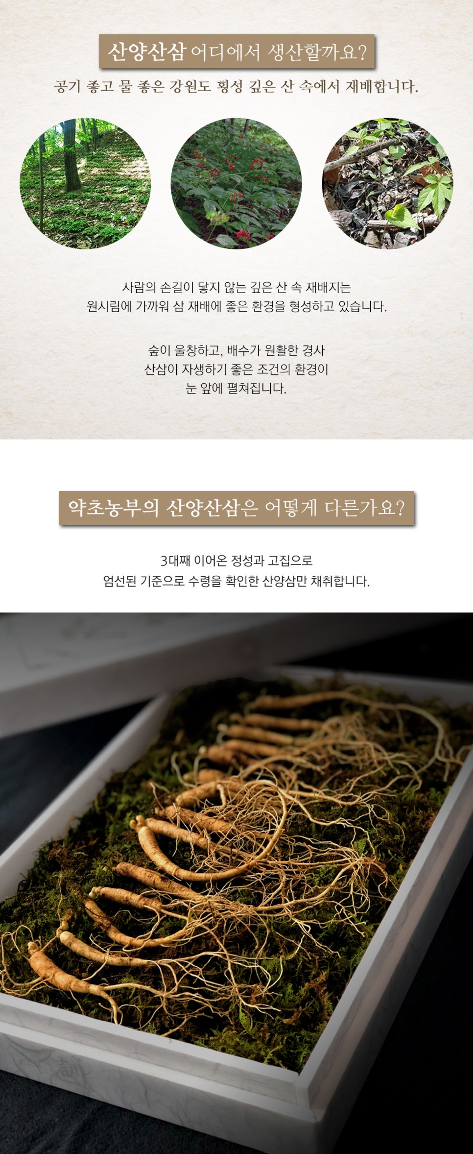 한국명품산삼 이미지