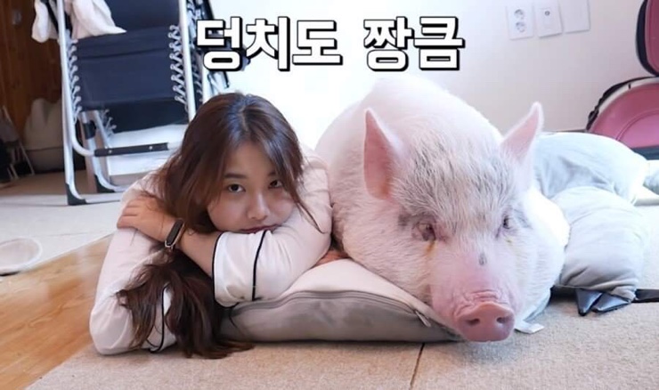핑돼 이미지