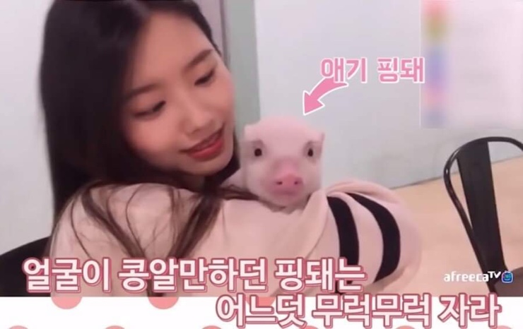 핑돼 이미지