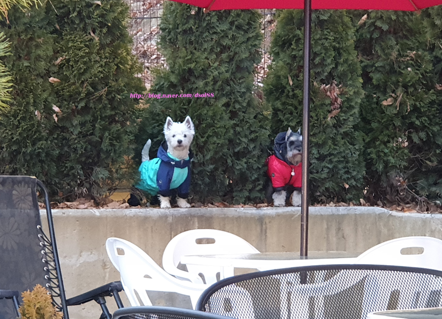 스윗컨츄리 이미지