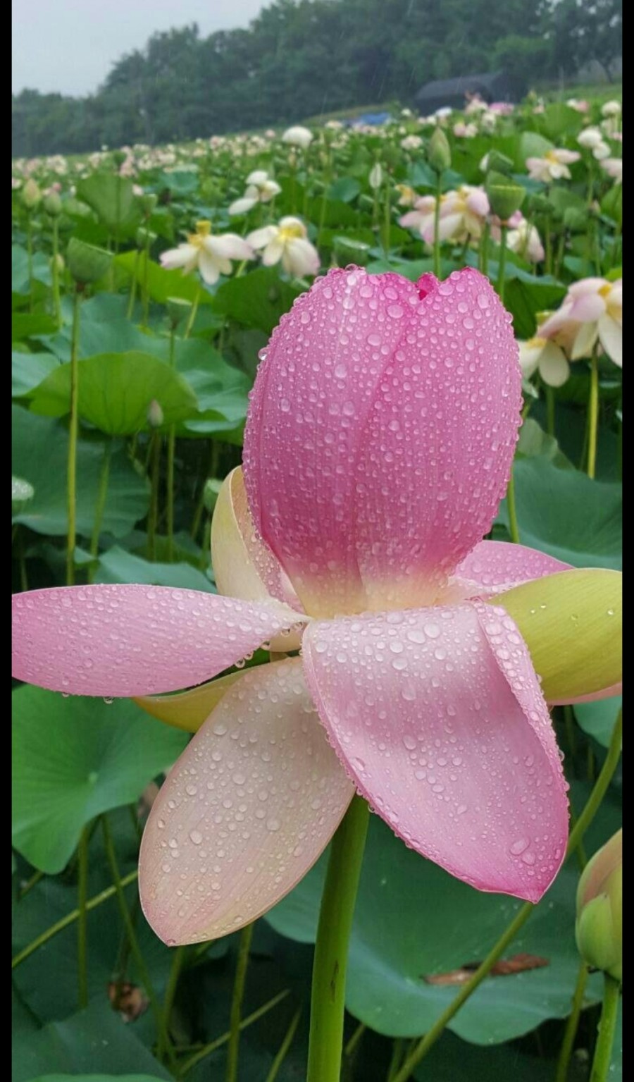 라이트디자인 이미지