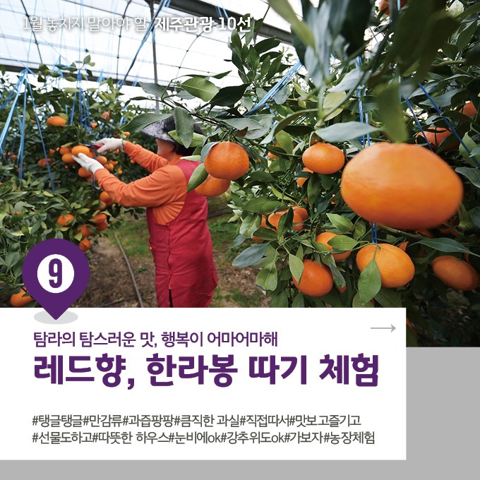 한라봉관광 이미지