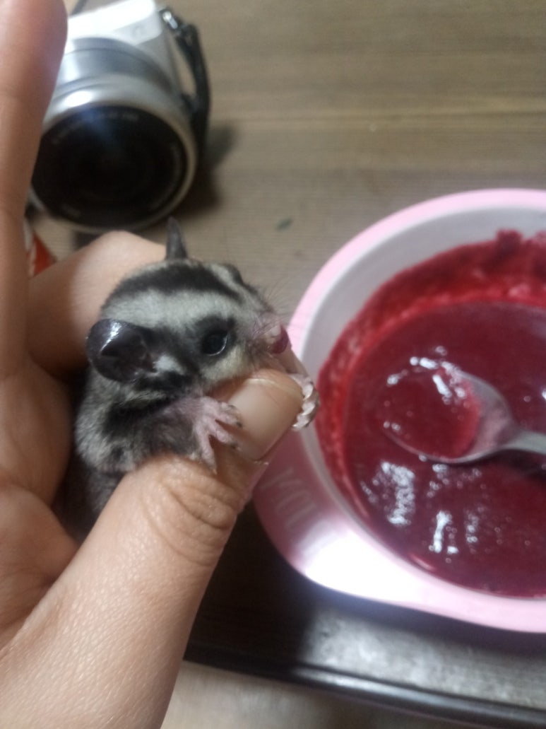허니쥬 이미지
