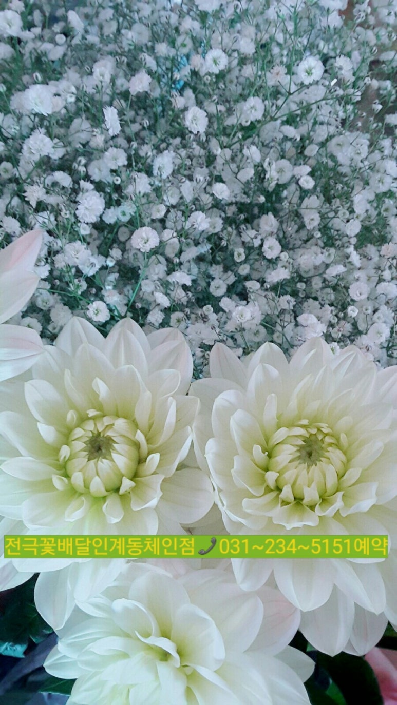 아침향기화원 이미지