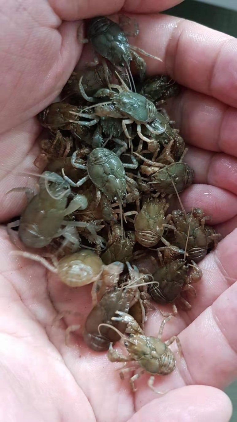카페가재 이미지