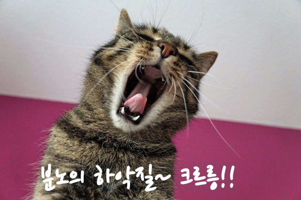의기양양북경양꼬치 이미지