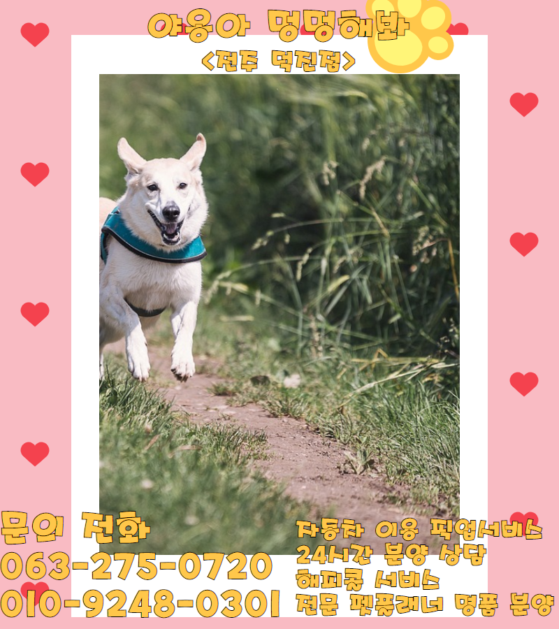 순창애견용품 이미지