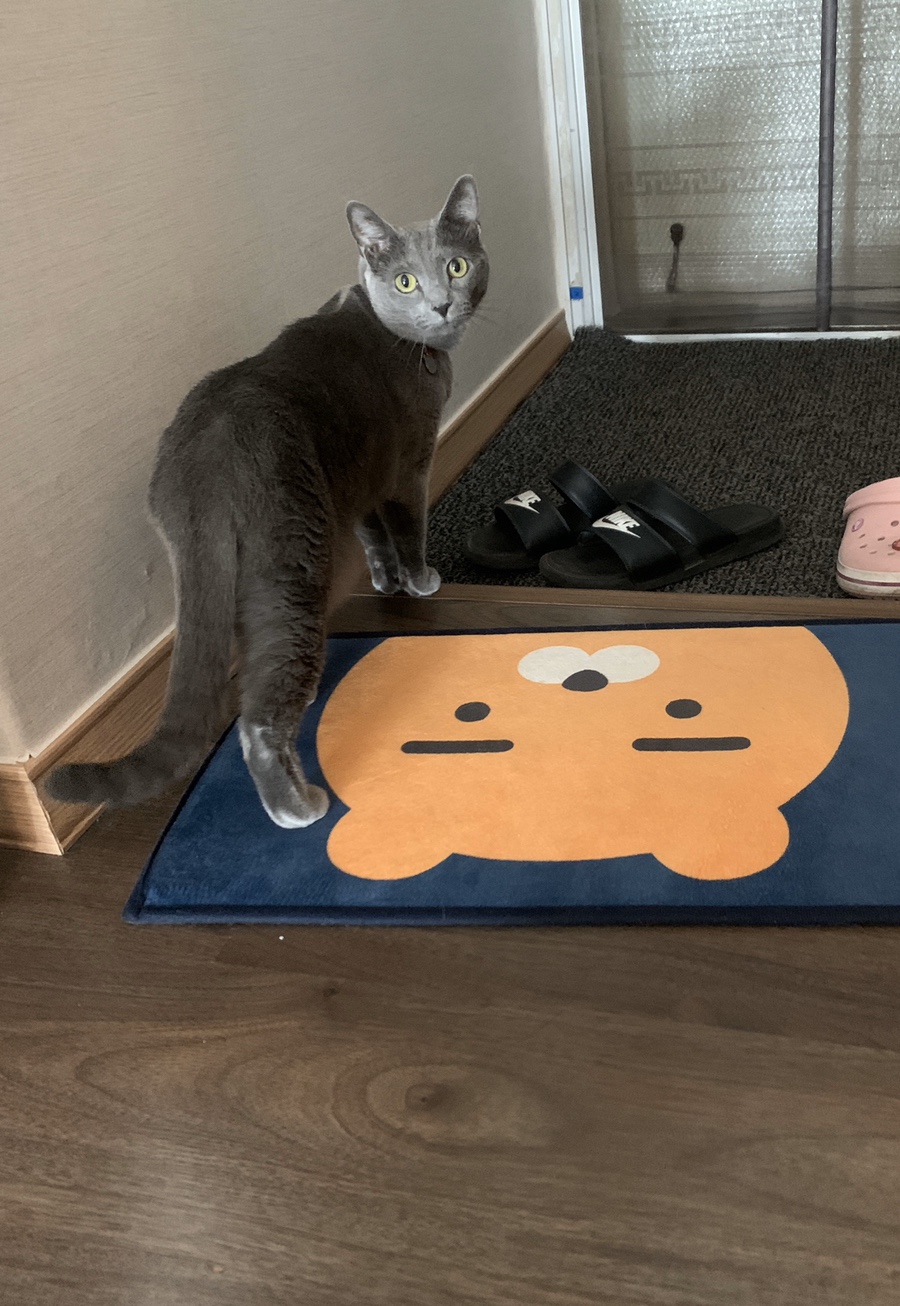 까까쟁이 이미지