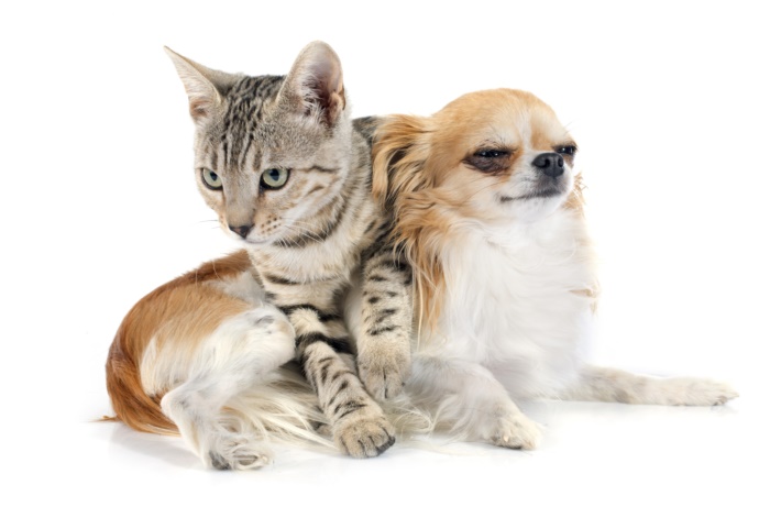 금고양이 이미지