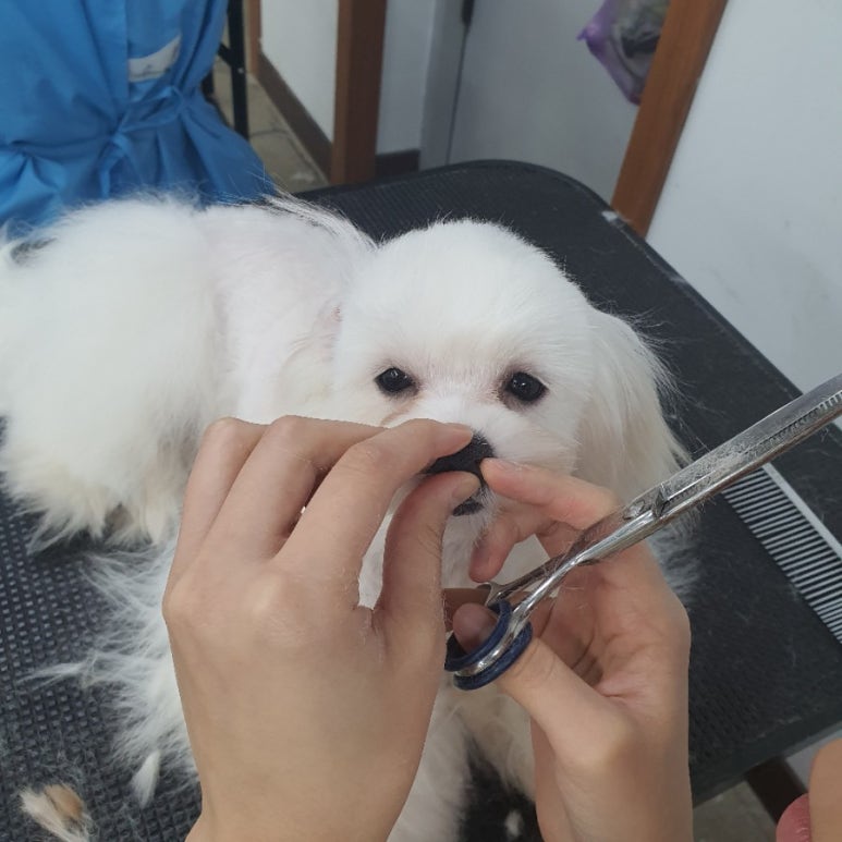 베스트강북애견미용학원 이미지