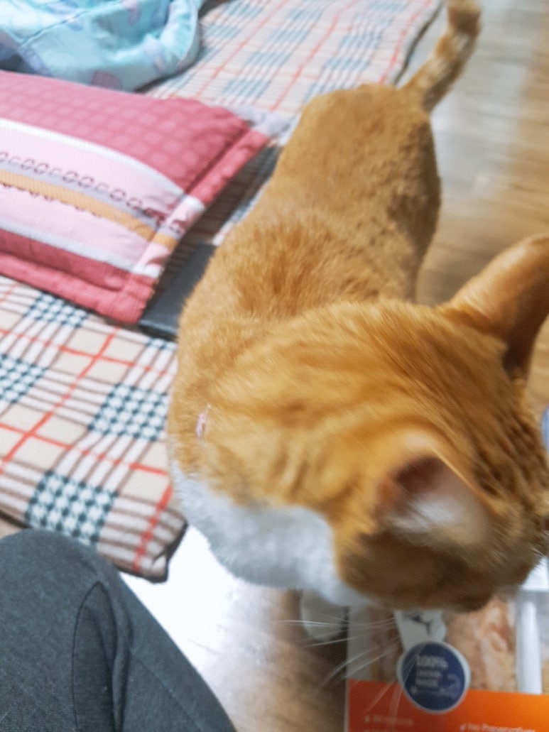 네코스푼 이미지