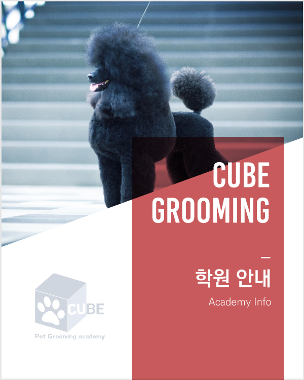큐브애견미용학원 이미지