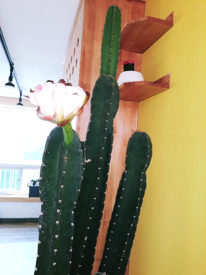 이시스커피 이미지