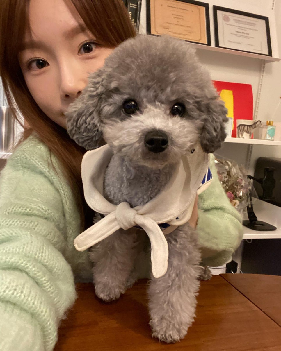 젤스타 이미지