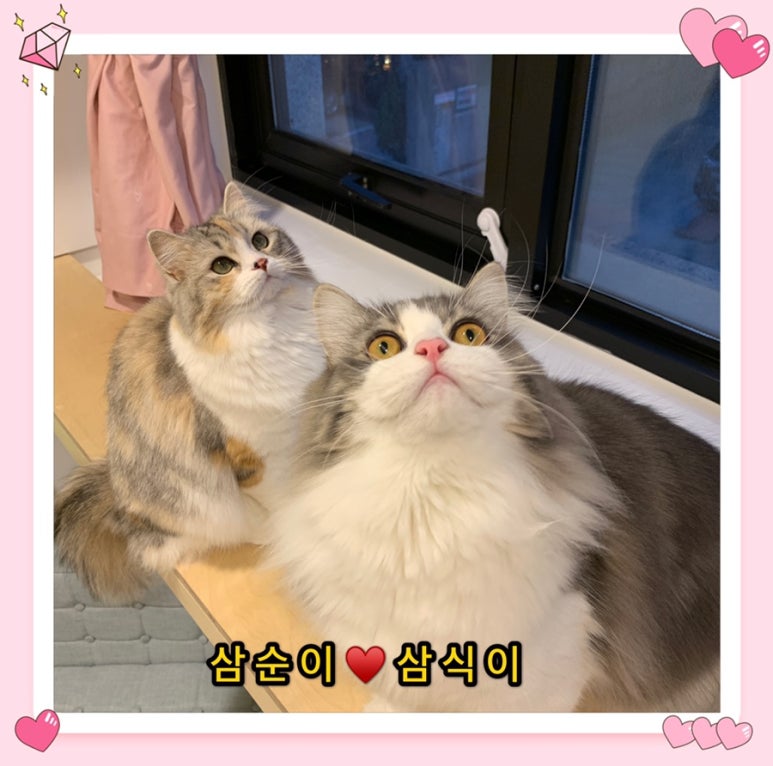 삼식이Story 이미지