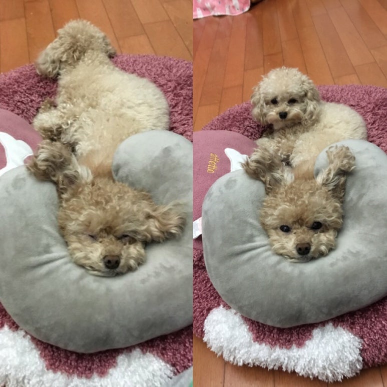 재미삼아흥 이미지