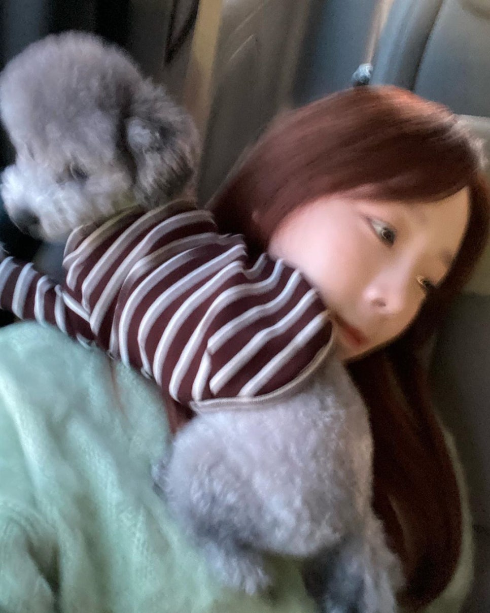 젤스타 이미지