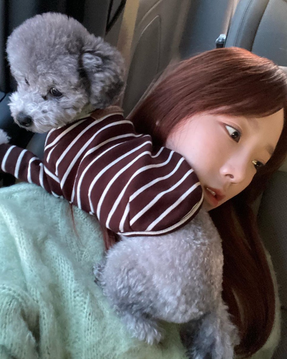 젤스타 이미지