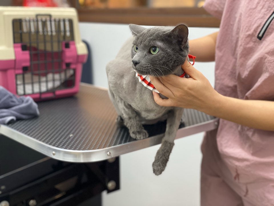 온천장고양이 이미지