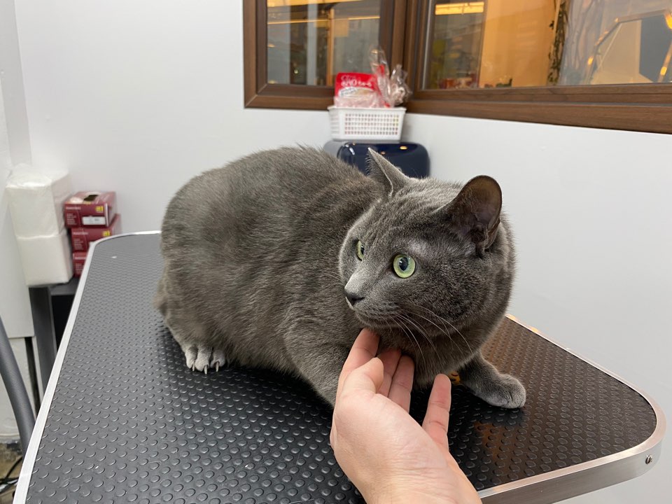 온천장고양이 이미지