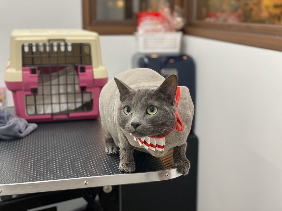 온천장고양이 이미지