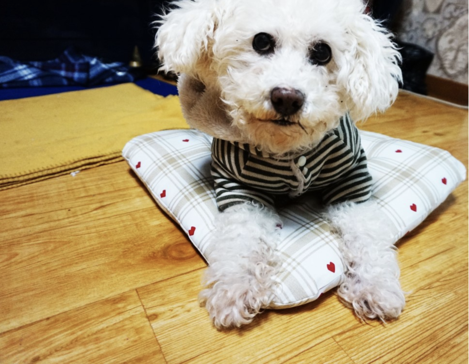 그로그로 이미지