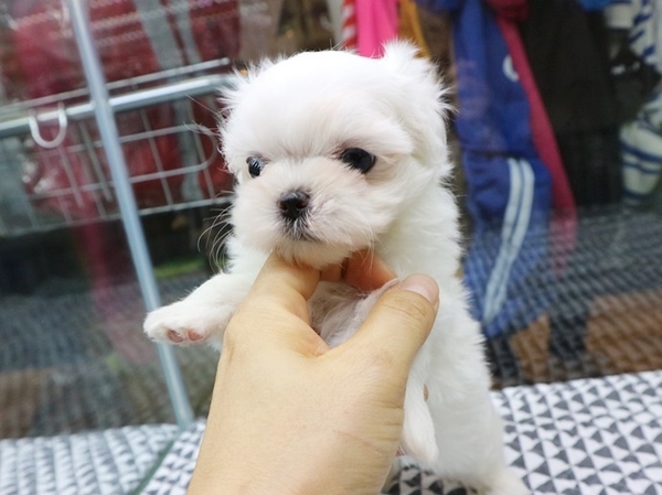 쓰담쓰담 이미지