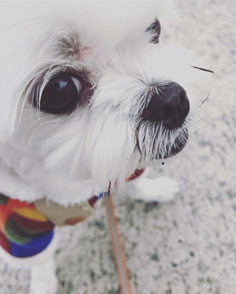 개똥이 이미지