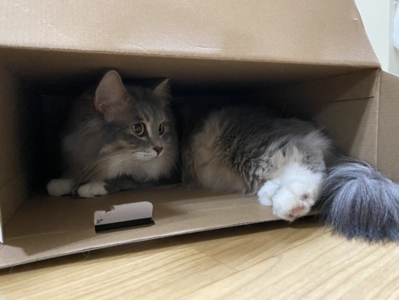 바스테트(Bastet) 이미지