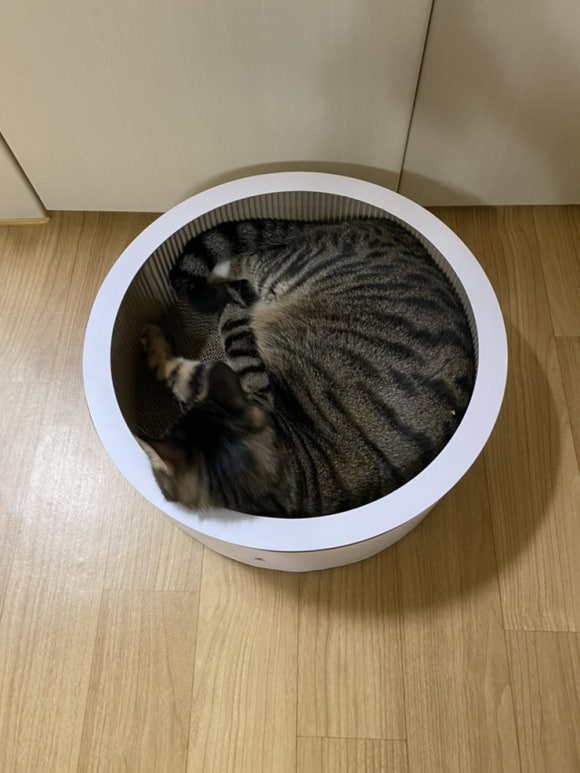바스테트(Bastet) 이미지