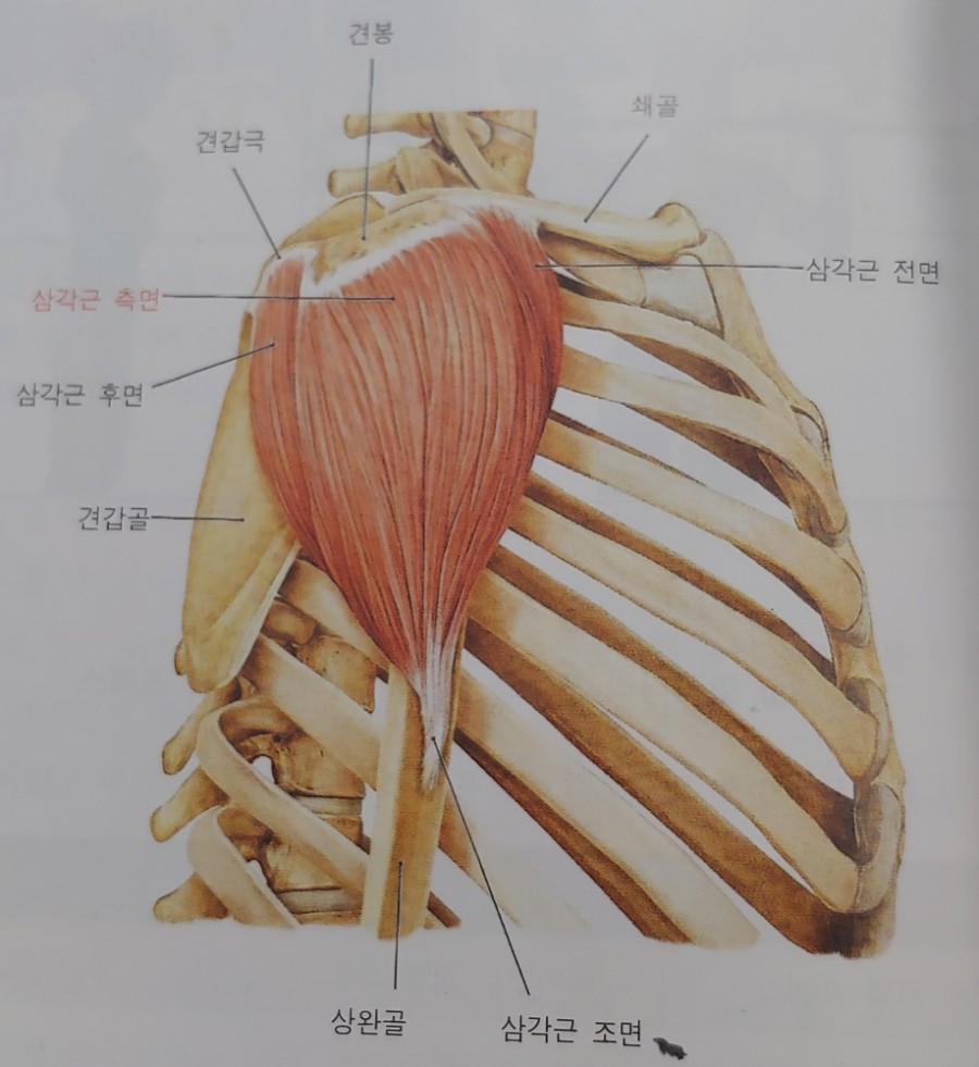 (주)덤벨이 이미지