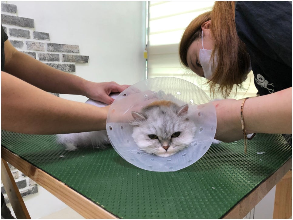온천장고양이 이미지