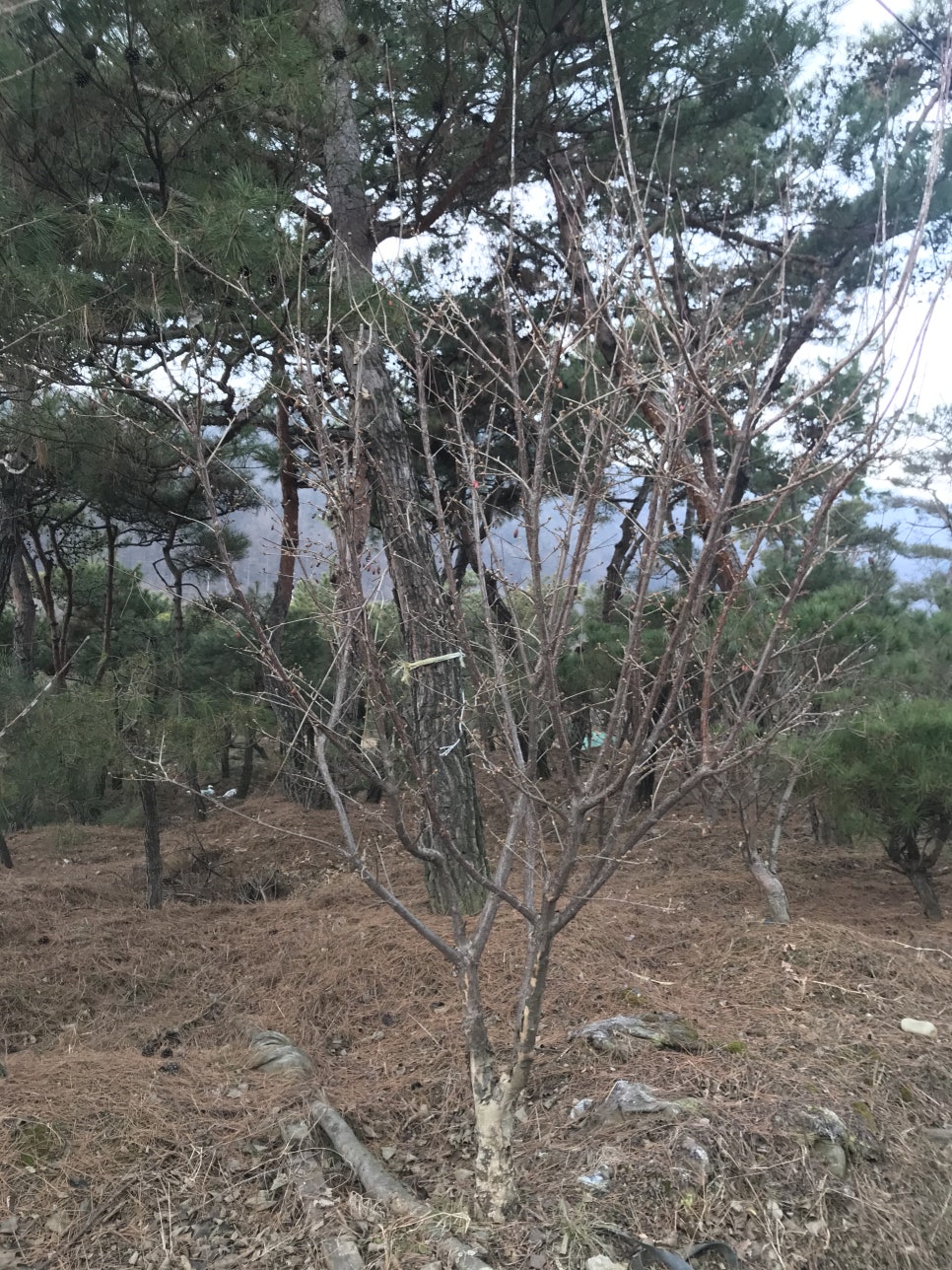 이명조경 이미지