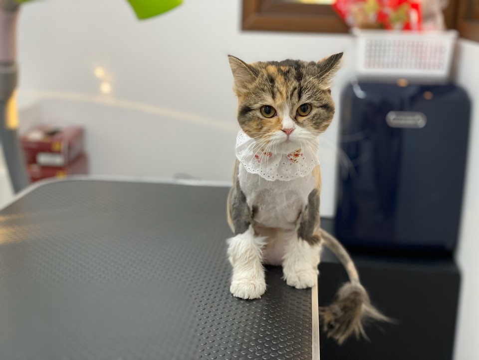 온천장고양이 이미지