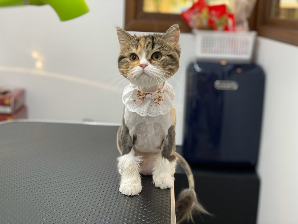온천장고양이 이미지