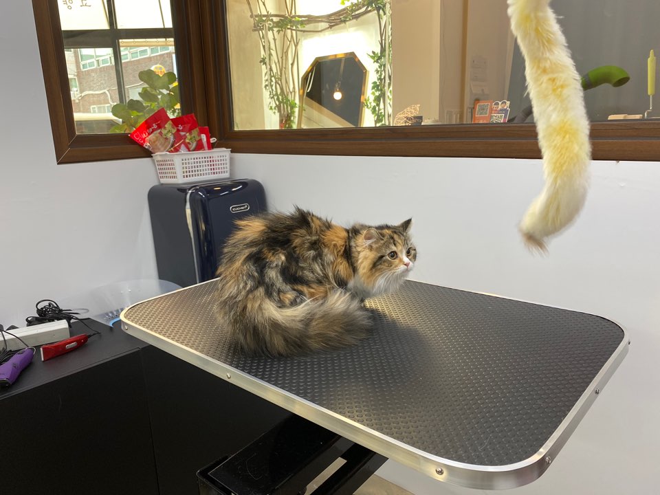 온천장고양이 이미지