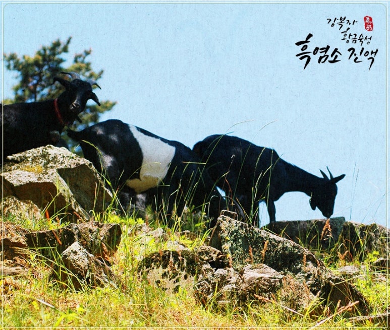 고산흑염소 이미지