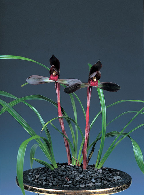 자주고름 이미지