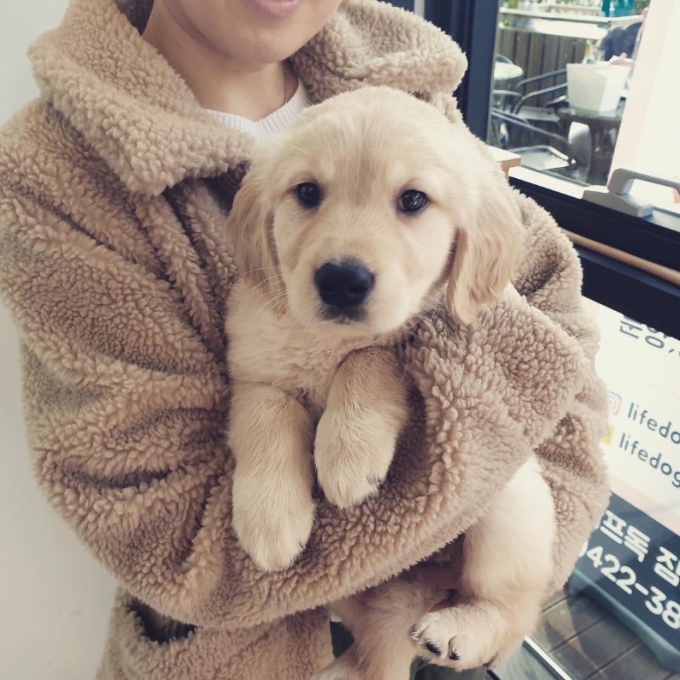졸리Jolie 이미지