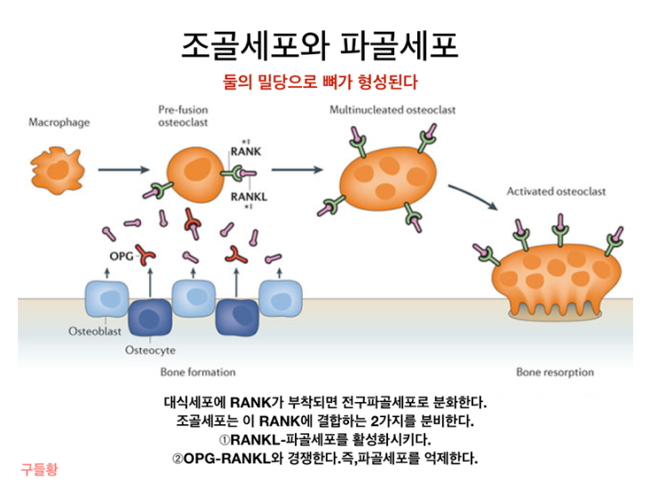 섹칼슘 이미지