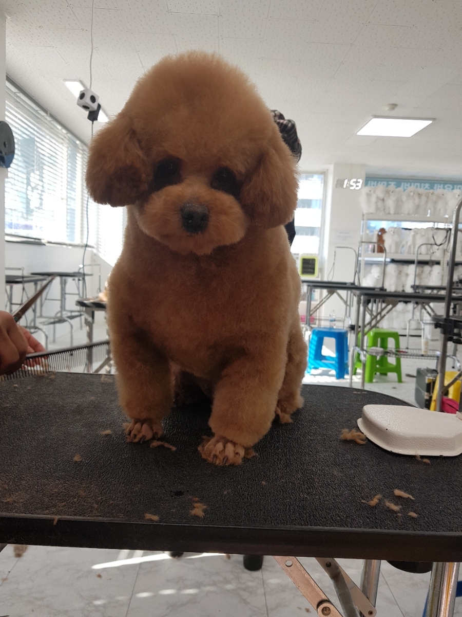 큐브애견미용학원 이미지