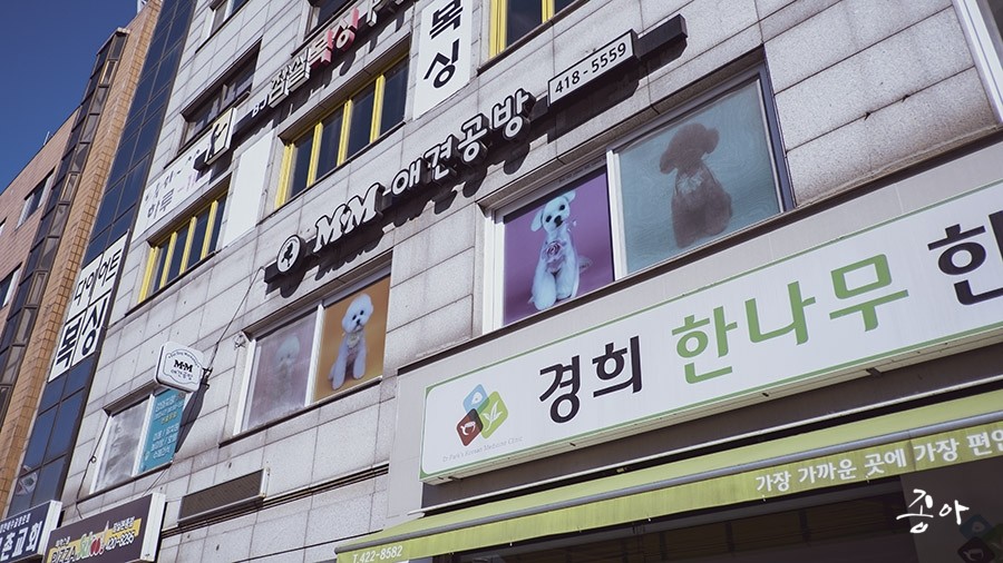잠실 애견유치원 MM애견공방, 강아지 사회성 증진 후기 — 사진 3