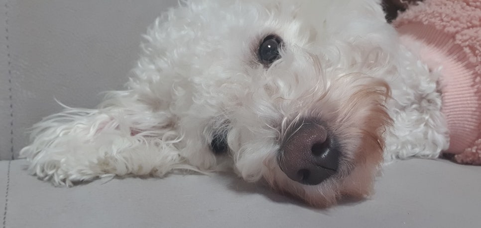 마숑 이미지