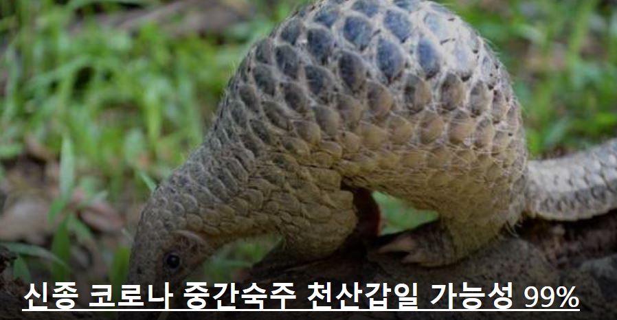 더캐시미어;래트바이티 이미지